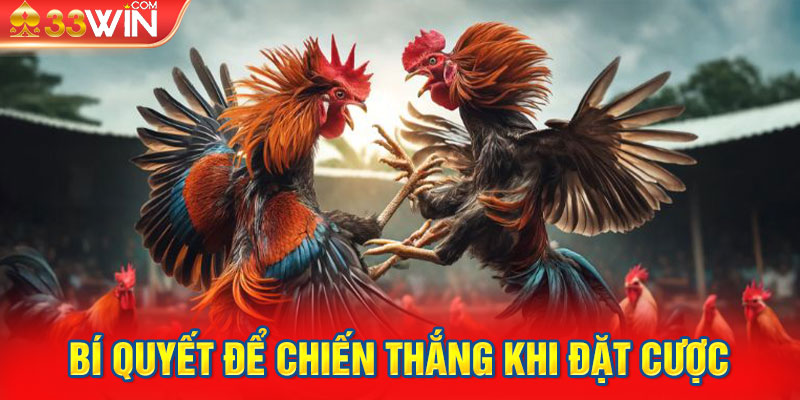 Đá gà Thomo bí quyết để chiến thắng khi đặt cược