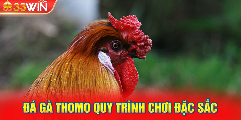 Đá gà Thomo quy trình chơi đặc sắc