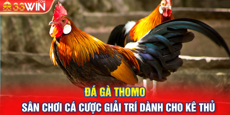 Đá Gà Thomo - Sân Chơi Cá Cược Giải Trí Dành Cho Kê Thủ