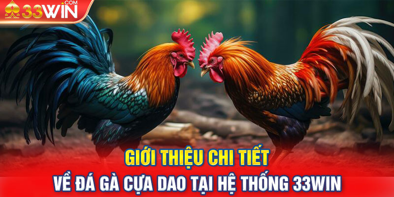 Giới thiệu chi tiết về đá gà cựa dao tại hệ thống 33Win