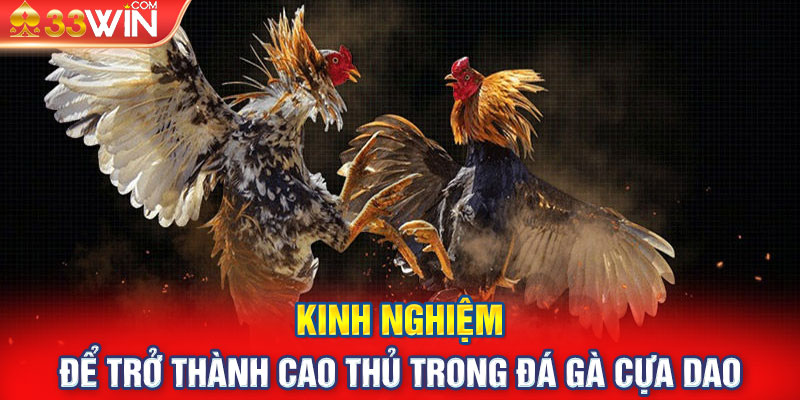 Kinh nghiệm để trở thành cao thủ trong đá gà cựa dao