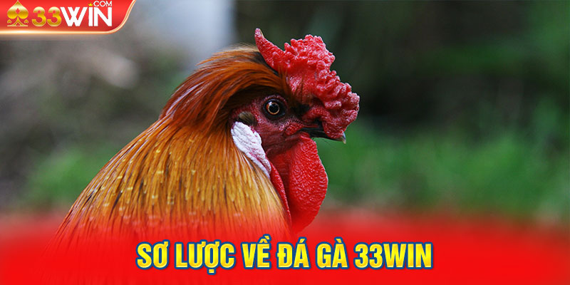 Sơ lược về Đá Gà 33WIN