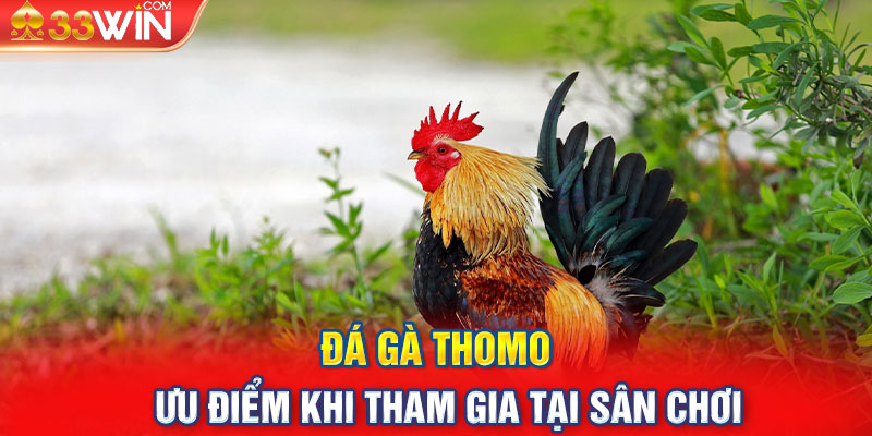 Đá gà Thomo ưu điểm khi tham gia tại sân chơi